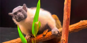Pied Tamarin Red River Zoo Fargo North Dakota