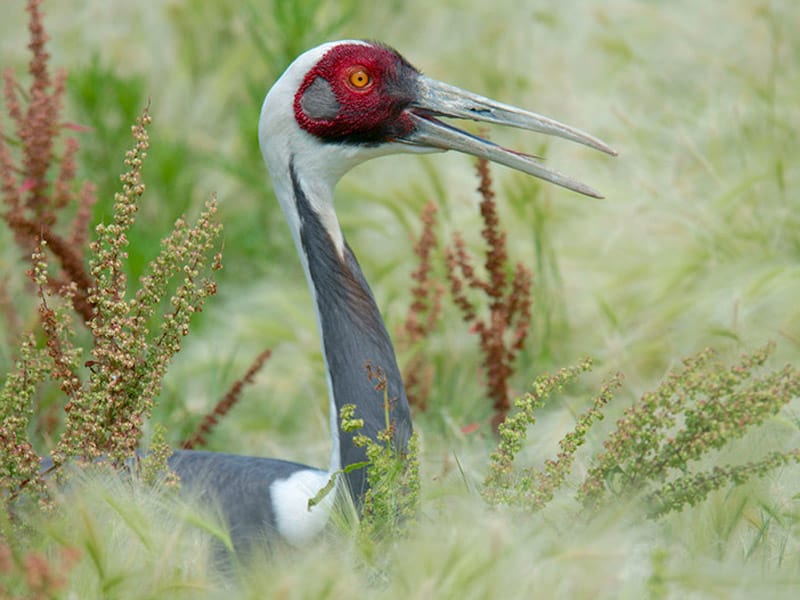 A crane in tall grass